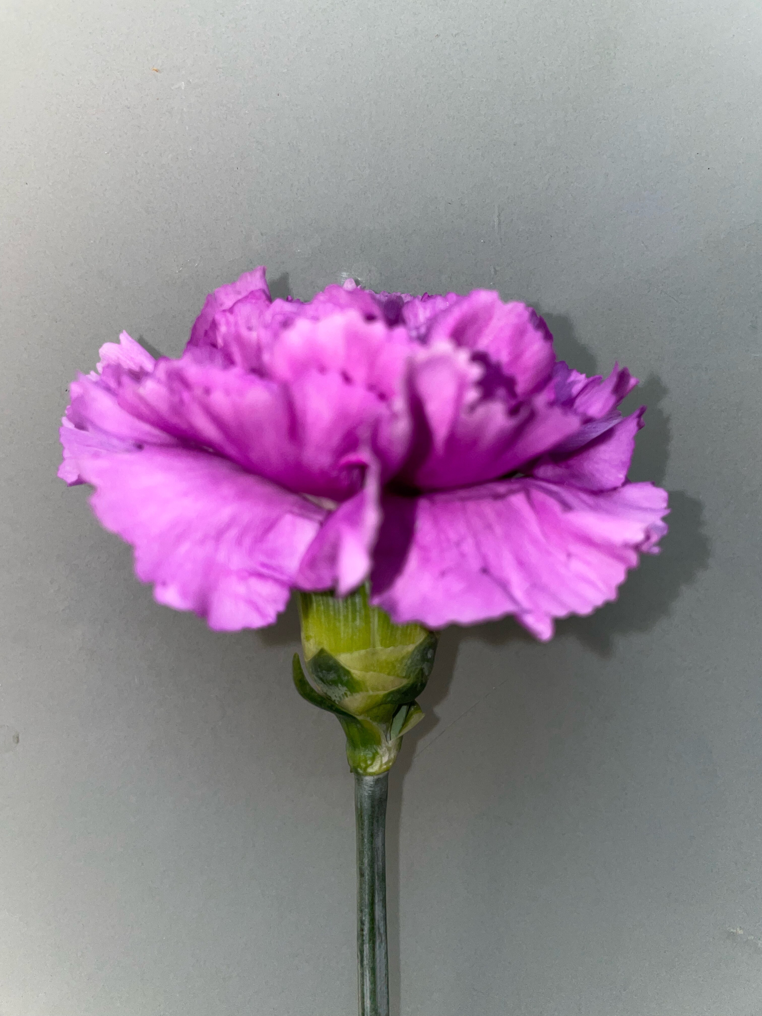 Medium Purple Carnation